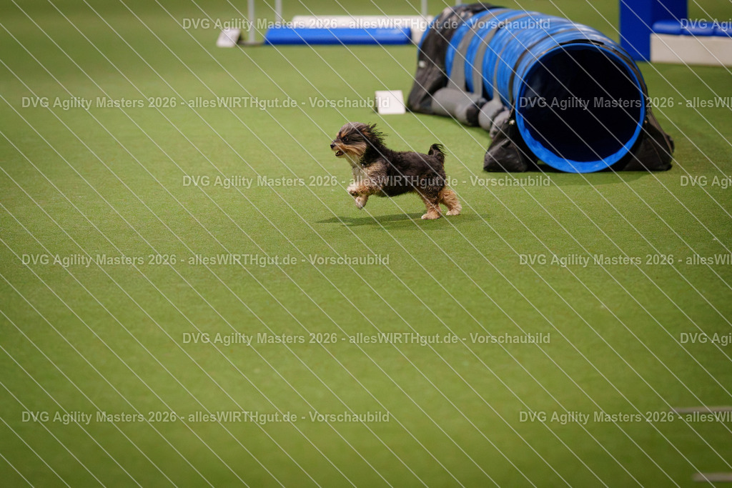 allesWIRTHgut_Tierfotografie-DVG_Agility_Masters_2026-07_06-7R506893 | Professionelle Tierfotografie in Mönchengladbach von Daniel Wirth (allesWIRTHgut). Liebevolle & natürliche Bilder von Hunden & Katzen für unvergessliche Erinnerungen.