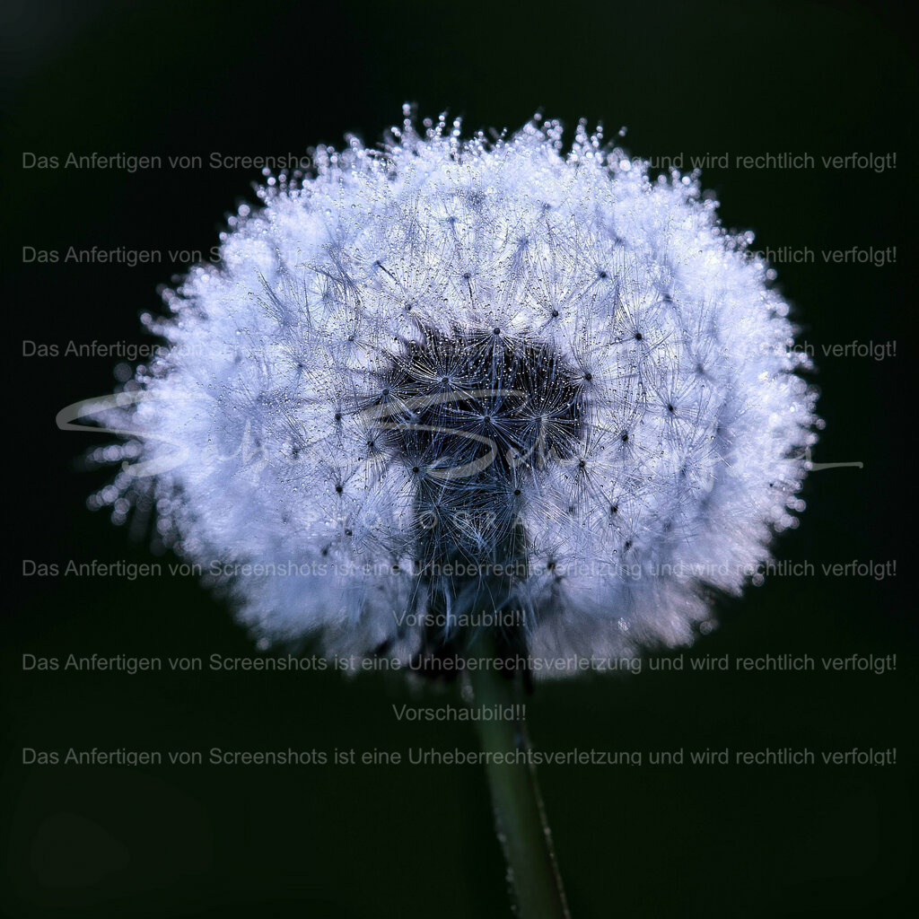 Wandbild Pusteblume mit Tautropfen im Quadrat | People- und Tierfotografie, Imageaufnahmen, Veranstaltungsfotografie und Wandbilder aus der Natur ★ Made in Germany ✔️ Druck + Downloads ✔️ Naturfotografie in Top Qualität ★ schneller Versand, weltweite Lieferung! - Realisiert mit Pictrs.com