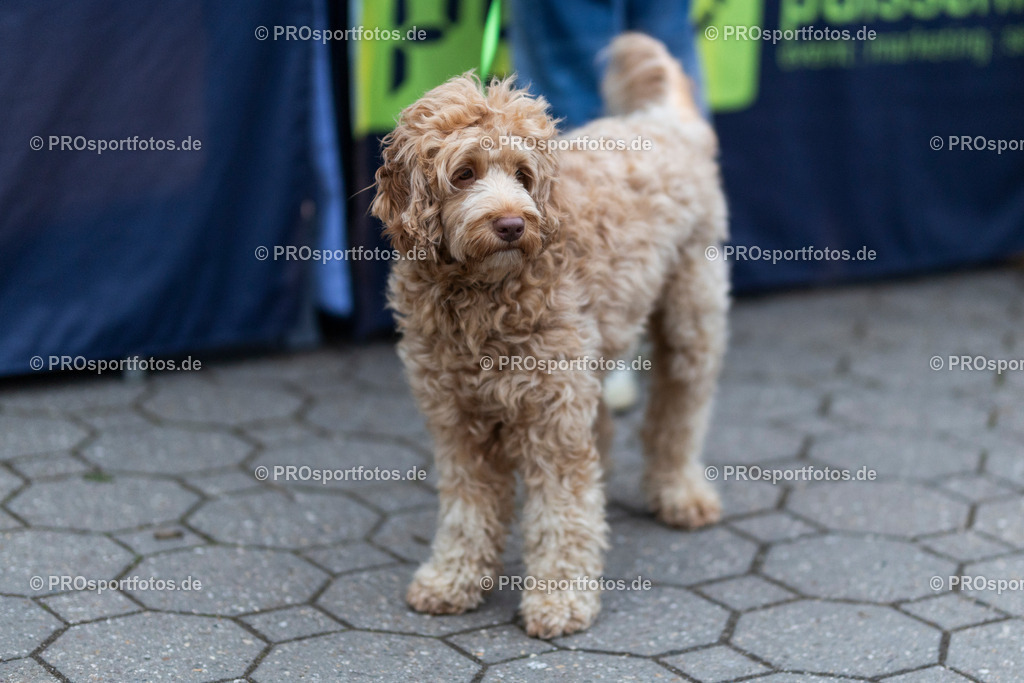 _MG_4293-34 | Professionelle Fotos Ihrer Laufsportveranstaltung.