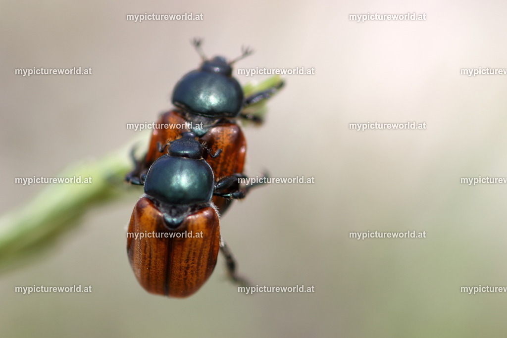 Anisoplia austriaca-006 | Das Bilderarchiv über Tiere, Planzen und Landschaften. In der Bilddatenbank finden Sie ein große Auswahl an hochwertigen Bilder für Ihre Werbung - Realisiert mit Pictrs.com
