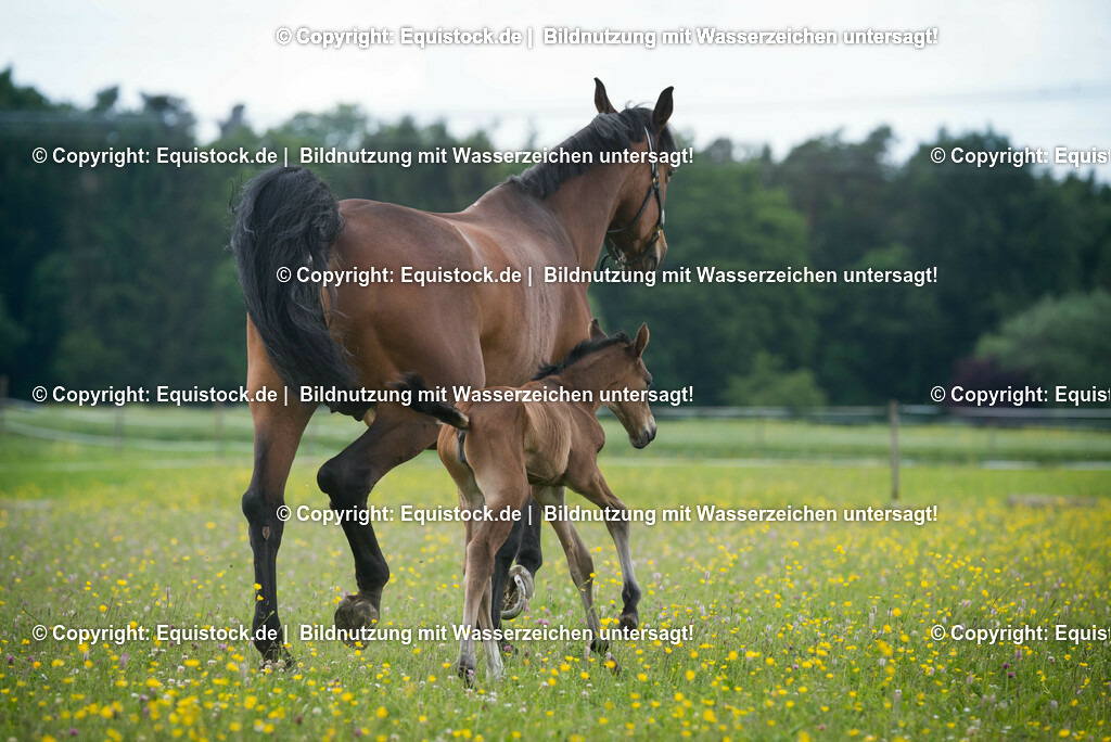 20150529_Fohlen_0034 | equistock
