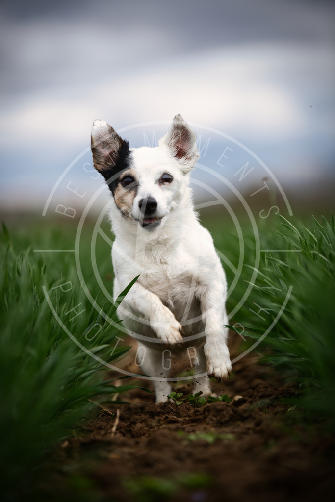 DSC_1410 | best-moments-photography - Realisiert mit Pictrs.com