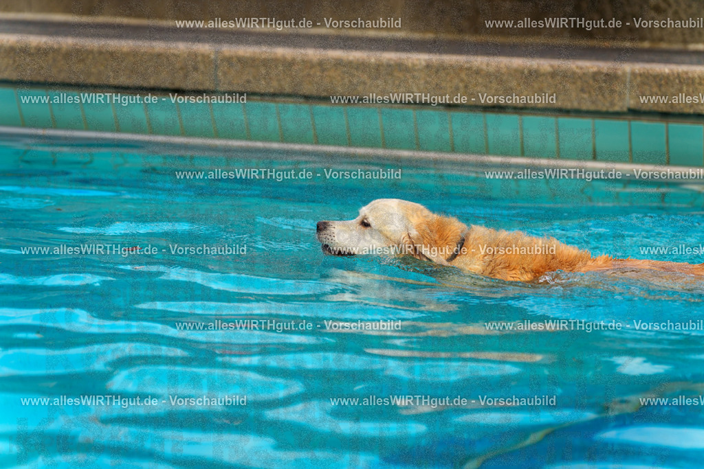 Hundeschwimmen_Grefrath_2026-allesWIRTHgut_Tierfotografie-09_36-7R502428 | Professionelle Tierfotografie in Mönchengladbach von Daniel Wirth (allesWIRTHgut). Liebevolle & natürliche Bilder von Hunden & Katzen für unvergessliche Erinnerungen.