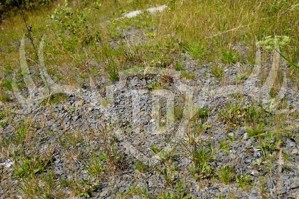 FC101937 | Fotogalerie der Treibjagd im Dunkelwald - Dein MTB Etappenrennen im Erzgebirge - Realisiert mit Pictrs.com