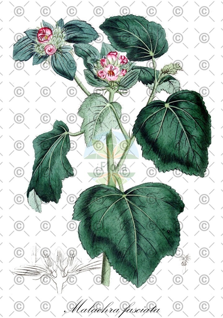 HistAbb_wfo-0001013558_1_ENZY_Simple | Historische Abbildung von Malachra fasciata - Malvaceae | Historical Illustration of Malachra fasciata - Malvaceae