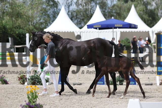 Birkhof_Fohlenchampionat_2024_KN_55 | Alle Fotos der Reiterjournal Fotografin Doris Matthaes im Reiterjournal Online-Fotoshop. - Realisiert mit Pictrs.com