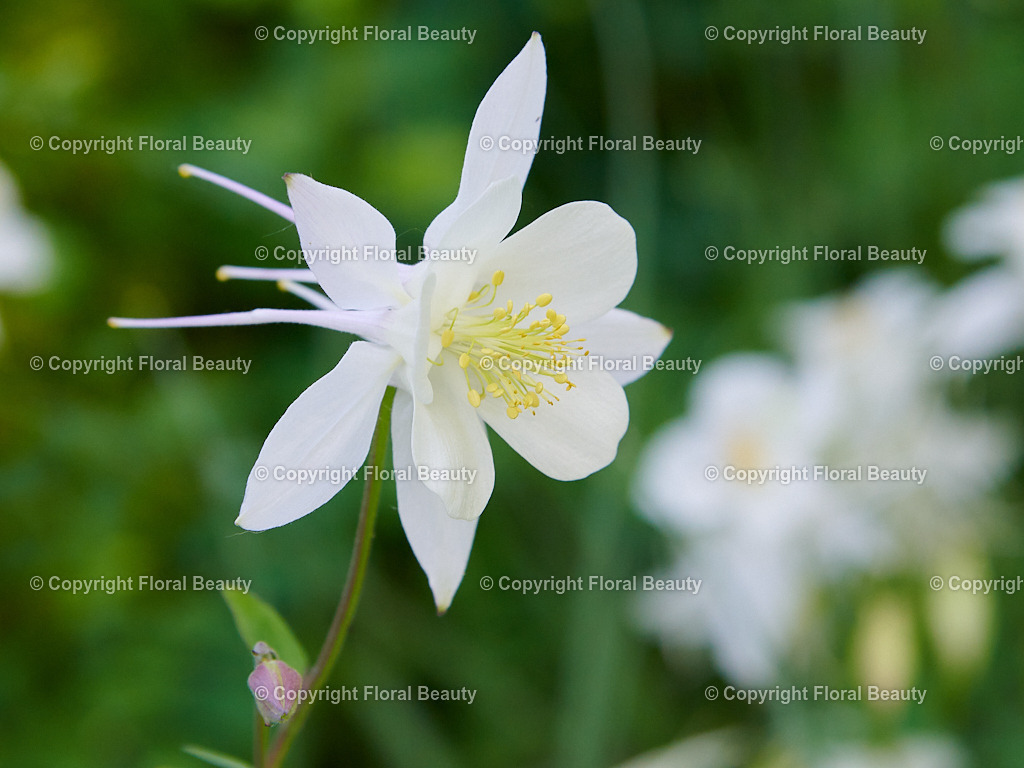 Kristallakelei Close-up | Nahaufnahme von Aquilegia caerulea Kristall. Wandbild, Druck auf Leinwand oder Postkartenmotiv. - Realisiert mit Pictrs.com