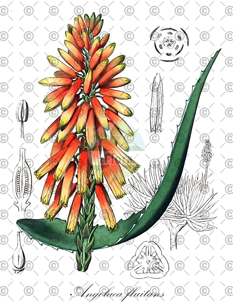 HistAbb_wfo-0000536542_341_ENZY_Simple | Historische Abbildung von Angolaea fluitans - Podostemaceae | Historical Illustration of Angolaea fluitans - Podostemaceae