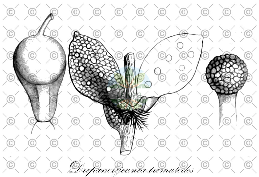 HistAbb_wfo-0000865094_2_ENZY_Simple | Historische Abbildung von Drepanolejeunea trematodes - Lejeuneaceae | Historical Illustration of Drepanolejeunea trematodes - Lejeuneaceae