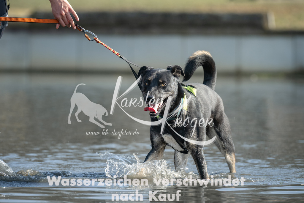 1315_ZZ95455 | kk-dogfotos