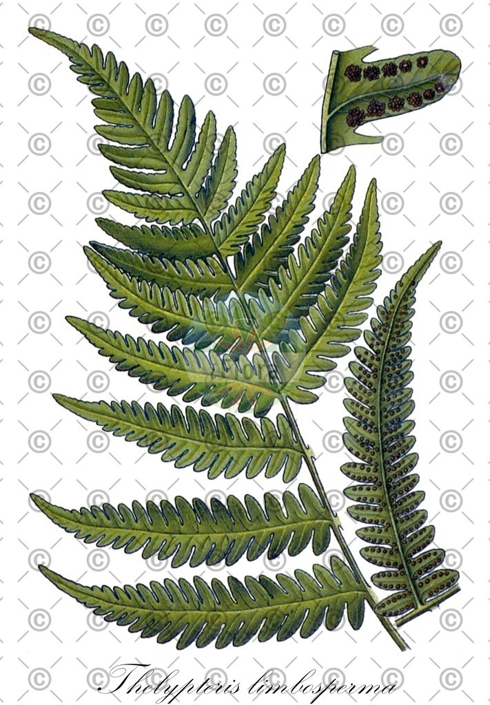 HistAbb_wfo-0000458440_1_ENZY_Simple | Historische Abbildung von Thelypteris limbosperma - Thelypteridaceae (Berg-Lappenfarn) | Historical Illustration of Thelypteris limbosperma - Thelypteridaceae (lemon-scented fern;mountain fern;mountain wood fern)