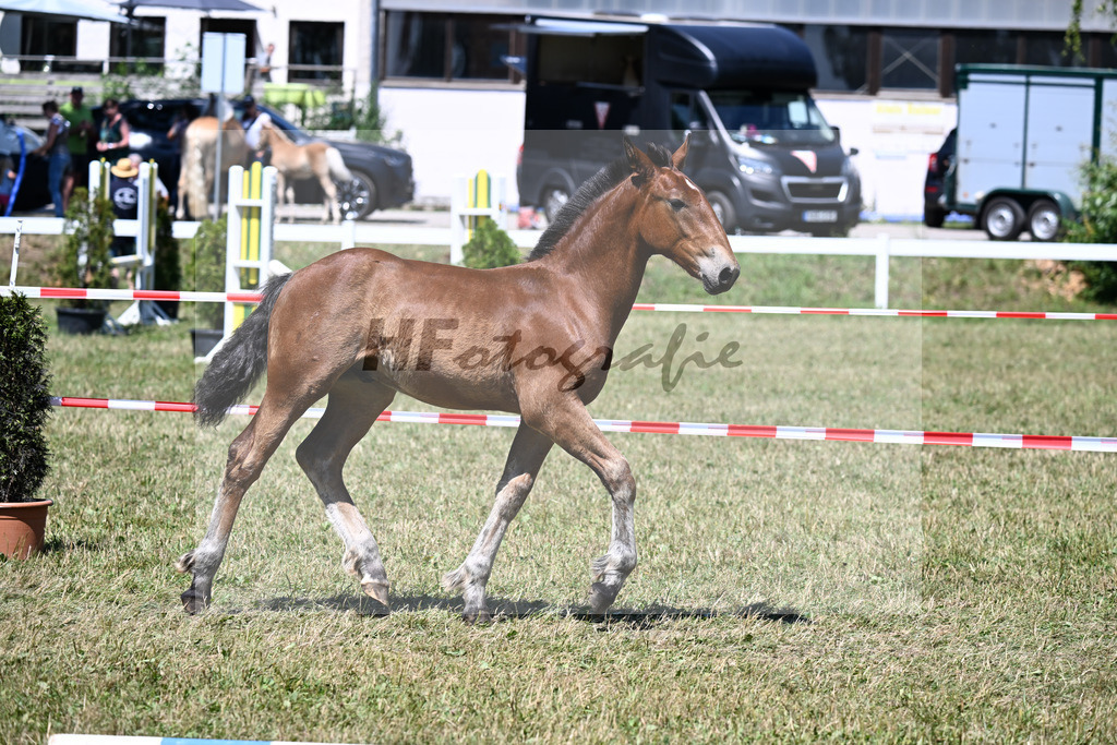 Kat-Nr. 28 HF v. Sir Lueftenegg x Navajo_Neumaier_22250643 | hf-fotografie - Realizzato con Pictrs.com