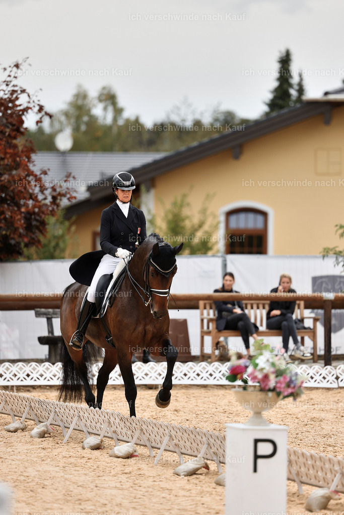 11-110-Dressur S___-StoibPH-1361 | working equitationturnier fotograf videograf stoibphotography marixx film working equitation deutschland reitsport turnierfotografie eventfotografie equestrian events
