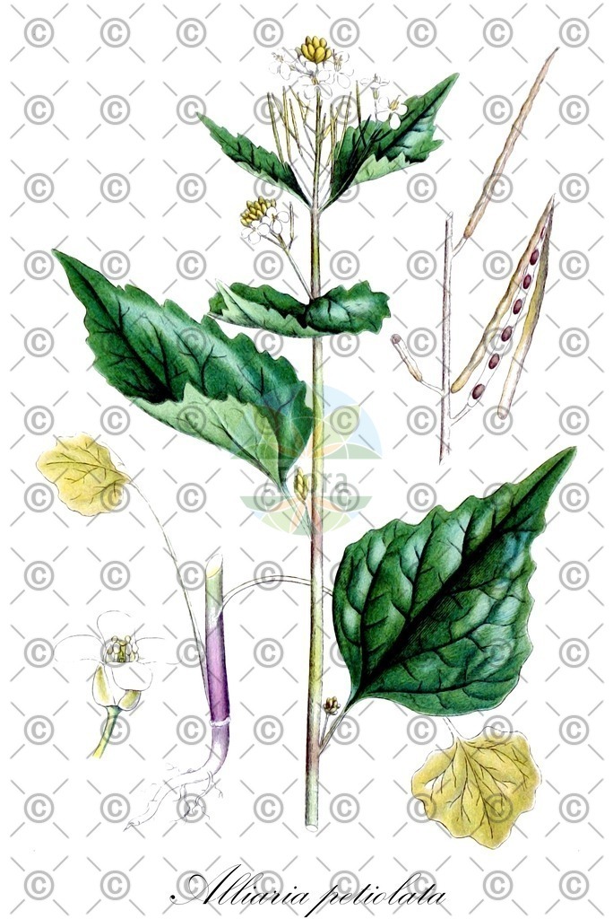 HistAbb_wfo-0000526081_1_ENZY_Simple | Historische Abbildung von Alliaria petiolata - Brassicaceae (Lauchhederich;Knoblauchsrauke;Lauchkraut) | Historical Illustration of Alliaria petiolata - Brassicaceae (garlic mustard;garlic root;penny hedge;poor man's mustard;hedge garlic;jack-by-the-hedge;jack-in-the-bush)