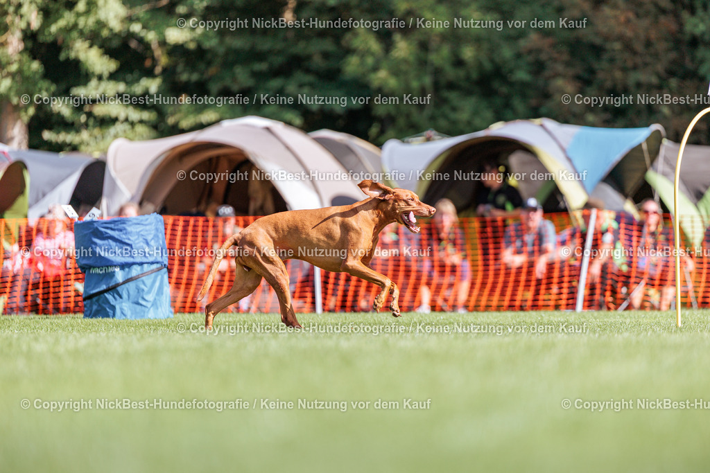 BSP Hoopers-H1-2026-Nickbest-Hundefotografie-TuS Komet Arsten e.V.-8514 | Dein Hund! Dein Moment! Deine Erinnerungen! Hundefotografie in Bremen Blumenthal. Ich fange die besonderen Momente deines Vierbeiners ein – ob Indoor mit Blitzanlage oder in der freien Natur. Sicher dir dein Moment und dein Termin für eure Erinnerungen.