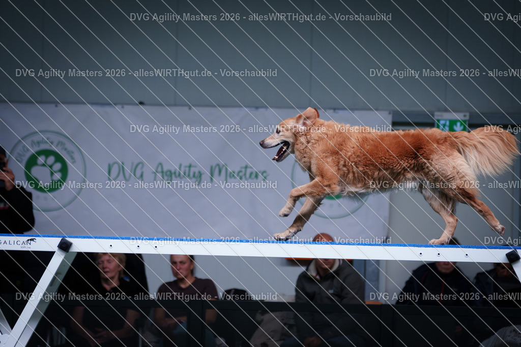 allesWIRTHgut_Tierfotografie-DVG_Agility_Masters_2026-12_42-7R502779 | Professionelle Tierfotografie in Mönchengladbach von Daniel Wirth (allesWIRTHgut). Liebevolle & natürliche Bilder von Hunden & Katzen für unvergessliche Erinnerungen.