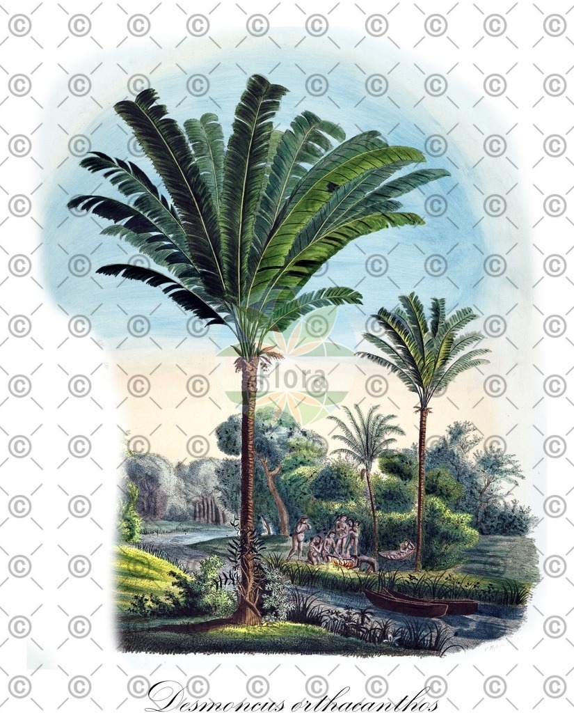 HistAbb_wfo-0000941984_2_ENZY_Simple | Historische Abbildung von Desmoncus orthacanthos - Arecaceae | Historical Illustration of Desmoncus orthacanthos - Arecaceae