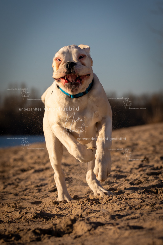 _16A4835-1 | Einzigartige Fotos von Hunden & Menschen –Actionfotos, Portraits, Vereinsaufnahmen & Paarshootings – authentisch, lebendig & mit Herz.