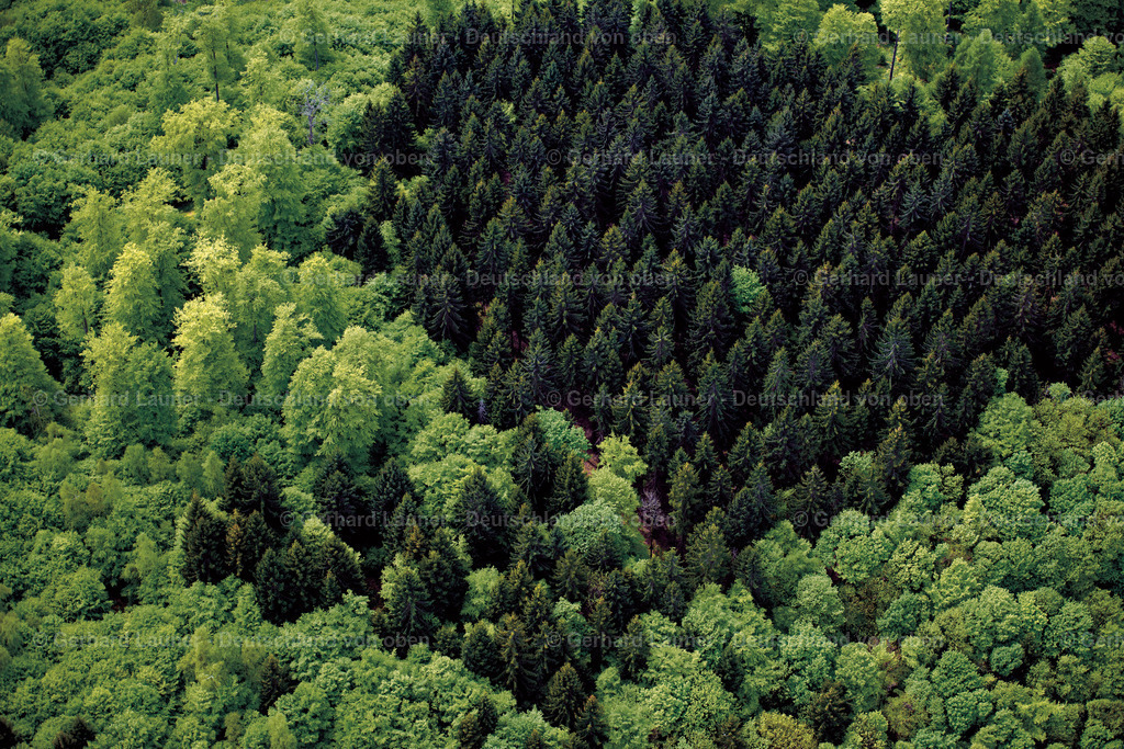 3501646 | Baumstrukturen am Poppenberg