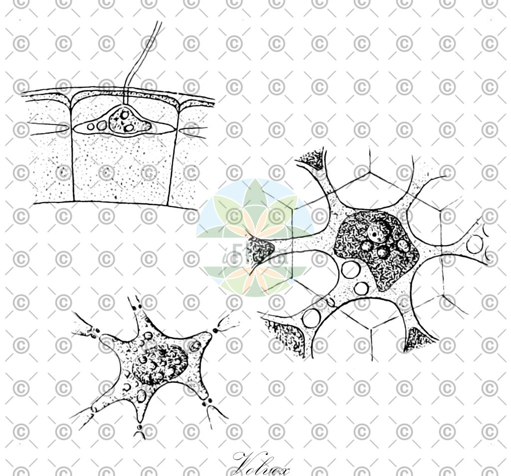 HistAbb_wfo-0000907289_1_ENZY_Simple | Historische Abbildung von Volvox - Volvocaceae (0) | Historical Illustration of Volvox - Volvocaceae (0)