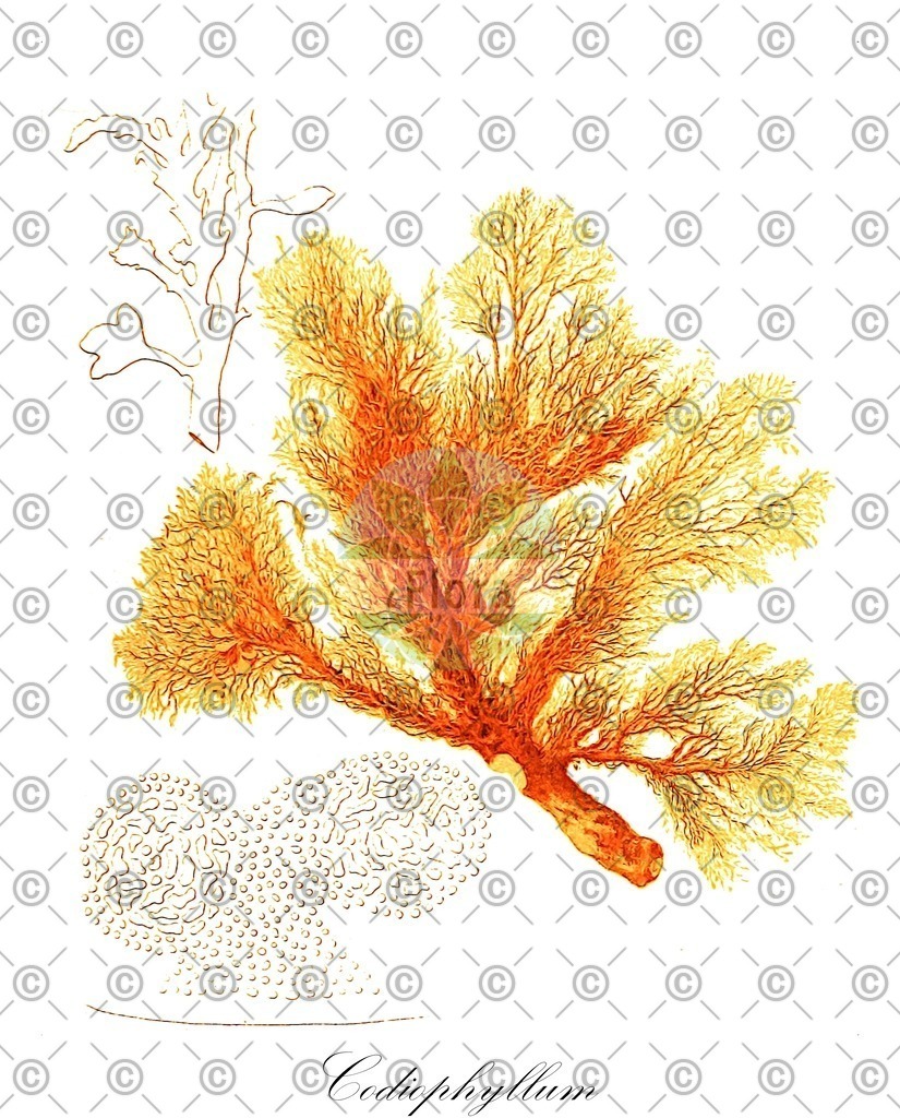 HistAbb_3RRQ_1_ENZY_Simple | Historische Abbildung von Codiophyllum - Halymeniaceae (0) | Historical Illustration of Codiophyllum - Halymeniaceae (0)