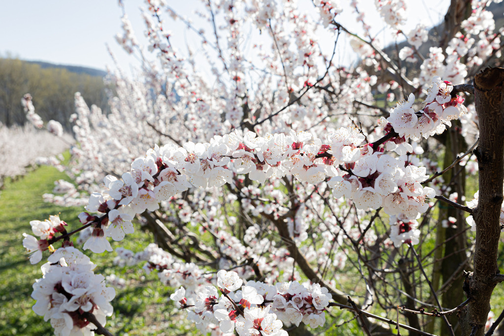 Marillenblüte Wachau | Ihre Fotografin im Lungau, ihre Fotografin im Mostviertel, Wandbilder Onlineshop, Imagefotos für Ihr Unternehmen,  - Realisiert mit Pictrs.com