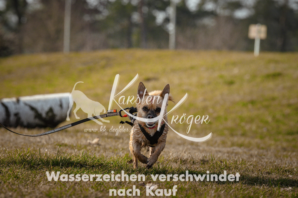 0942_ZZ99730 | kk-dogfotos