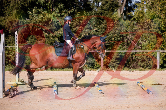 2026_10_03_Siefer-Hof_143734_Z81_06352712 | Professionelle Reitsport-, Turnier- und Eventfotografie von Robert Broda. Galerien mit ausgewählten und bearbeiteten Bildern direkt online ansehen und bestellen.