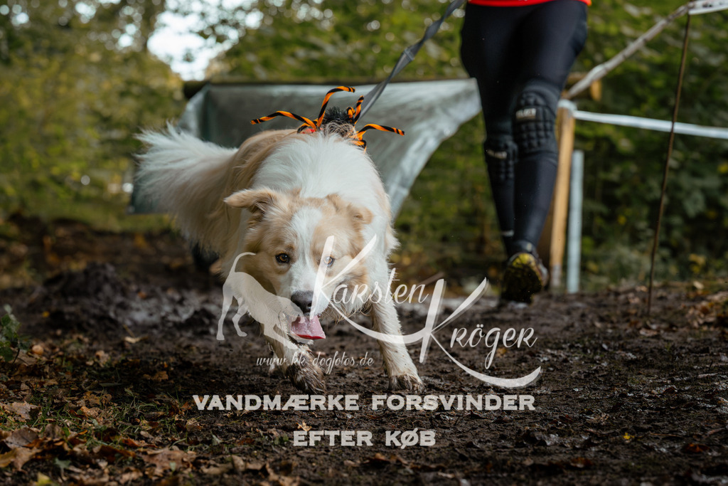 1431DZ6_2727Z6 | kk-dogfotos