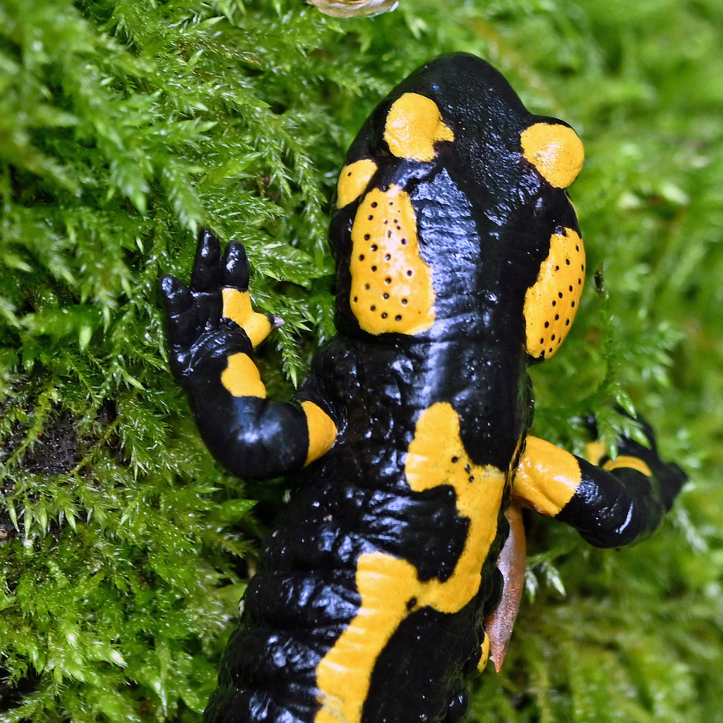 Salamander05q | lucisnaturbilder - Realisiert mit Pictrs.com