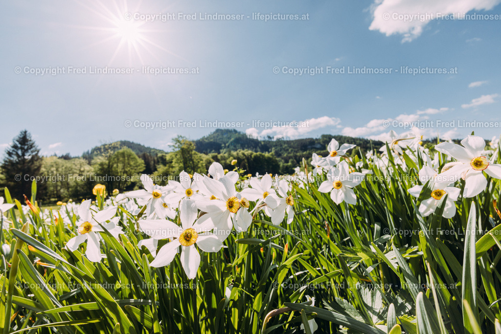 Narzissenbluete Mariazellerland 2022-7881 | Fotos und Fotoprodukte - Realisiert mit Pictrs.com
