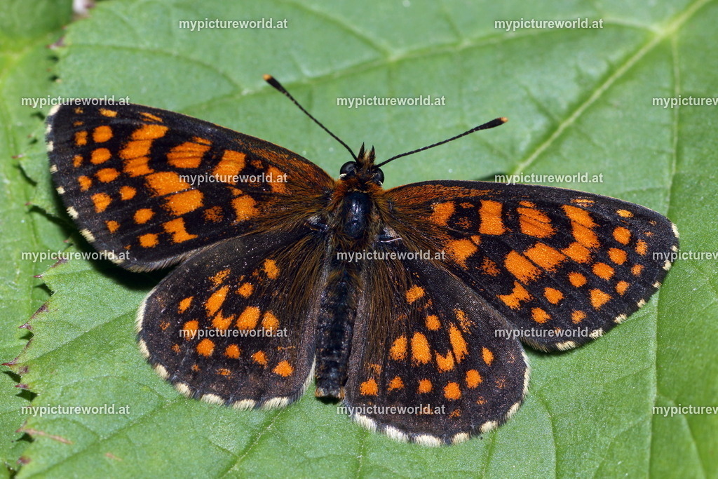 Melitaea aurelia-010 | Das Bilderarchiv über Tiere, Planzen und Landschaften. In der Bilddatenbank finden Sie ein große Auswahl an hochwertigen Bilder für Ihre Werbung - Realisiert mit Pictrs.com