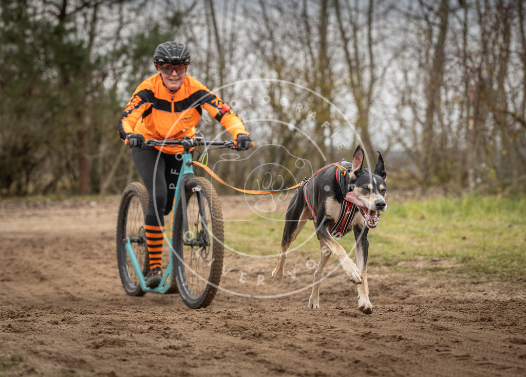 Pfotenfotografie_DV3A9743 | Hundefotografie, Tierfotograf, Pfotenfotografie, Fotoshooting Hund, Hunde Portrait, Hundesport, Hundeportraits, Heideshooting, Hunde, Sportfotograf, Hundefotograf, Turnierhundsport, THS,  - Realisiert mit Pictrs.com