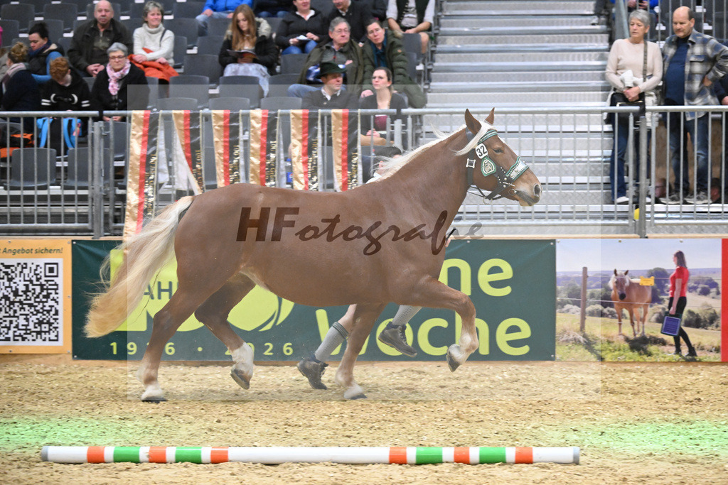 Kat-Nr. 32 Mirabella v. Venberg_Hartl_1260481 | hf-fotografie - Realisiert mit Pictrs.com