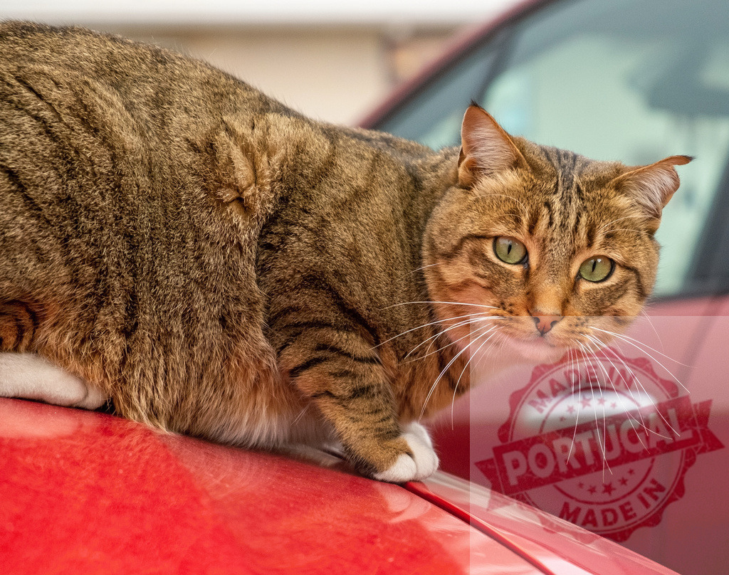 Tabby cat sitting on red car hood | Tabby cat sitting on a red car with green eyes and white whiskers looking at camera - Realisiert mit Pictrs.com