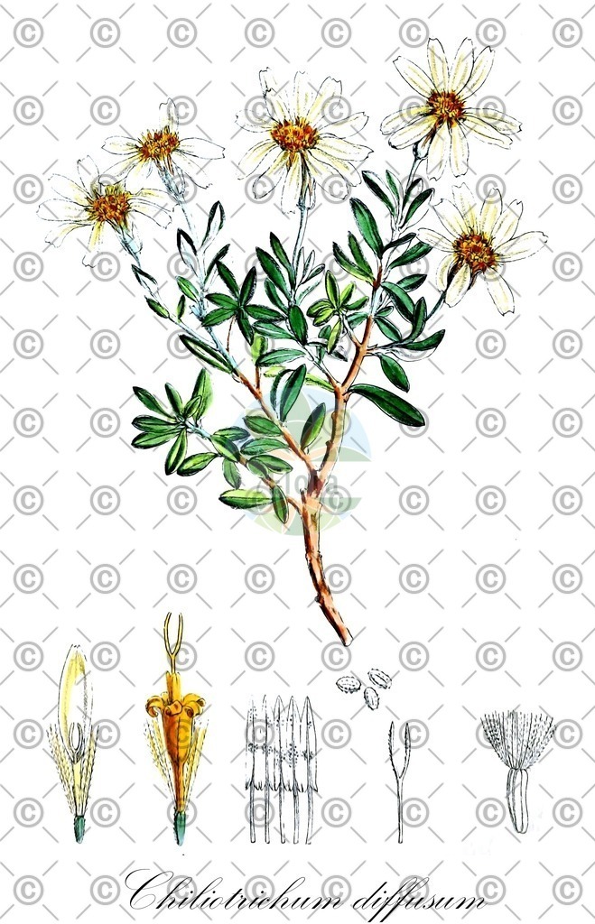 HistAbb_wfo-0000843627_1_ENZY_Simple | Historische Abbildung von Chiliotrichum diffusum - Asteraceae | Historical Illustration of Chiliotrichum diffusum - Asteraceae
