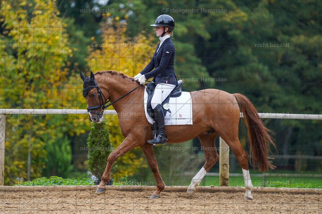 20221008-FAH01635 | Diessen am Ammersee, 2022, Dressur- und Springturnier, Reitsportbilder, Turnierfotografen Bayern, Pferdefotografen, Fotoagentur Herrmann, Turnierbilder