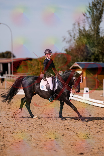 2026_10_03_Siefer-Hof_115748_Z81_98702012 | Professionelle Reitsport-, Turnier- und Eventfotografie von Robert Broda. Galerien mit ausgewählten und bearbeiteten Bildern direkt online ansehen und bestellen.