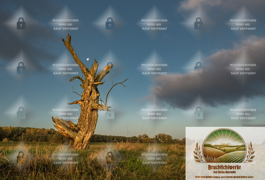 Baumruinenvollmond | Professioneller Fotograf mit 10 Jahren Erfahrung. Landschafts- und Hochzeitsfotografie im Oderbruch. Workshops und beeindruckende Bilder für besondere Momente.