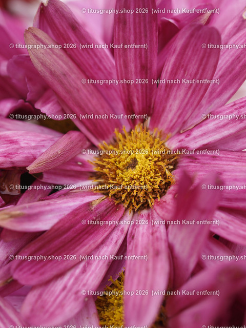 titusgraphy-P6100496_var-112 | Fotokunstarbeit aus der INSTAGRAM-Gallerie auf titusgraphy.eu - Realisiert mit Pictrs.com