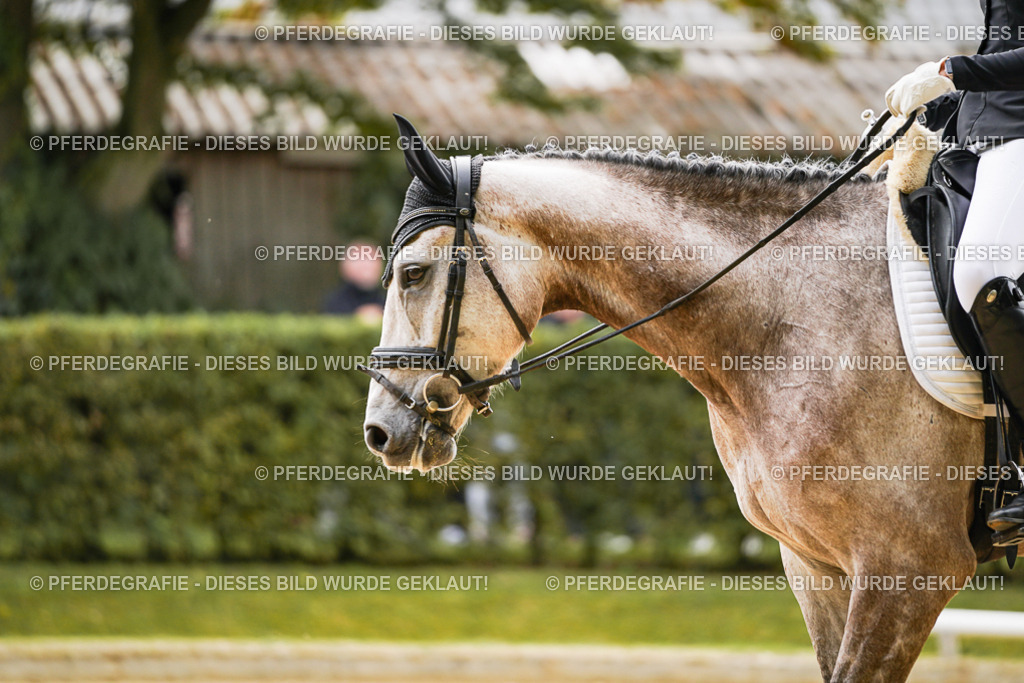 DSC01526 | Pferdegrafie