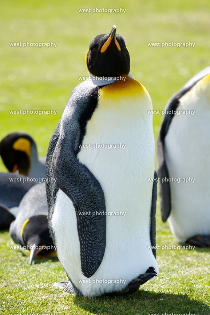 King Penguin 2 VRP - FLK 2014 | west photography - Realisiert mit Pictrs.com