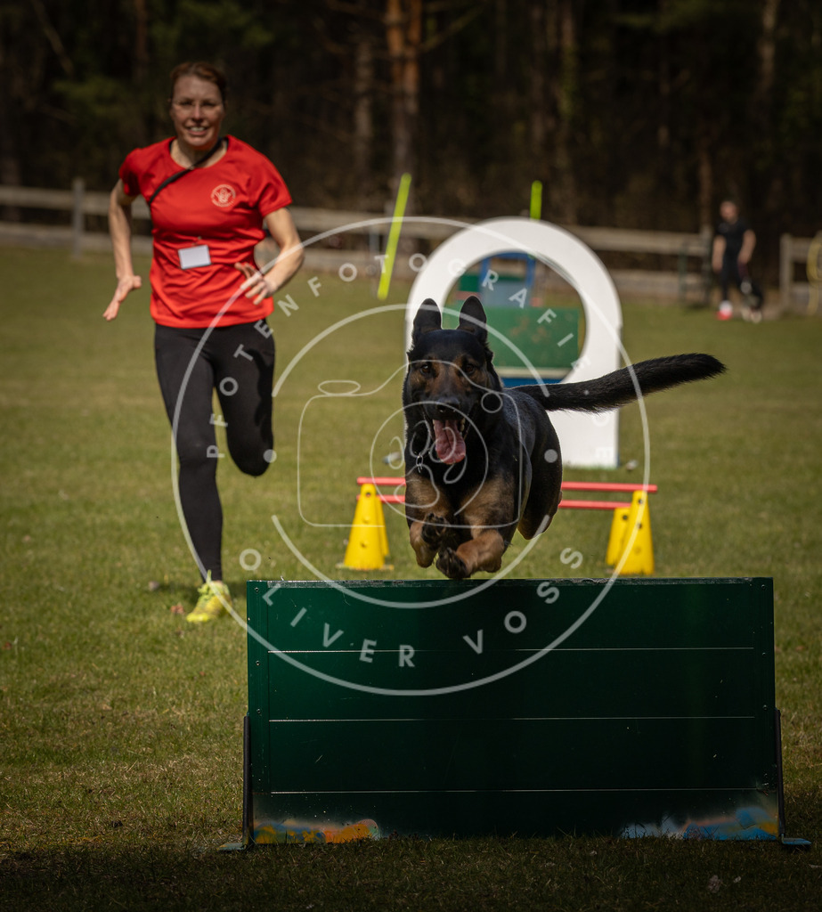 Pfotenfotografie_DV3A5940 | Hundefotografie, Tierfotograf, Pfotenfotografie, Fotoshooting Hund, Hunde Portrait, Hundesport, Hundeportraits, Heideshooting, Hunde, Sportfotograf, Hundefotograf, Turnierhundsport, THS,  - Realisiert mit Pictrs.com