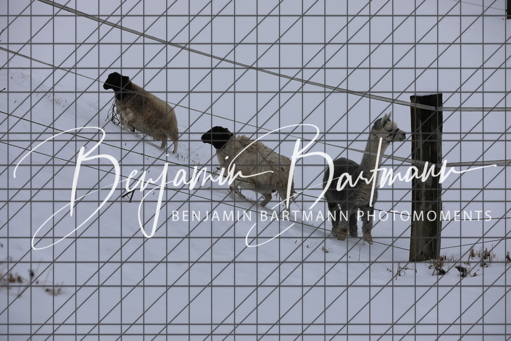 AZ2A3314 | Benjamin Bartmann Photomoments