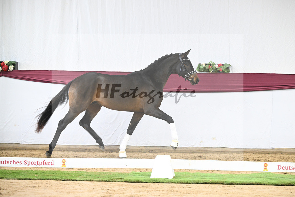 Kat-Nr. 109 Bon Courage x San Remo_Jakob u Martina Reglauer_47253682 | hf-fotografie - Realizzato con Pictrs.com