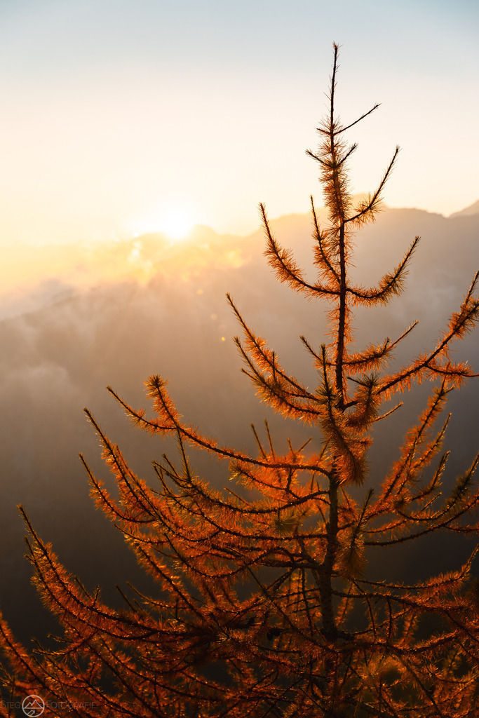 Lärche mit Abendsonne | Eine gelb verfärbte Lärche vor dem Sonnenuntergang in den Bergen. Format 3:2 - Realisiert mit Pictrs.com