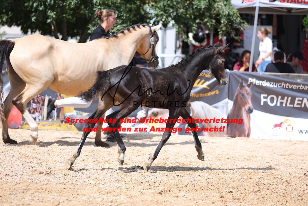 Fohlenschau_Schwäbisch_Hall_Ponys_KN 48_4 | lmwpictures - Realisiert mit Pictrs.com