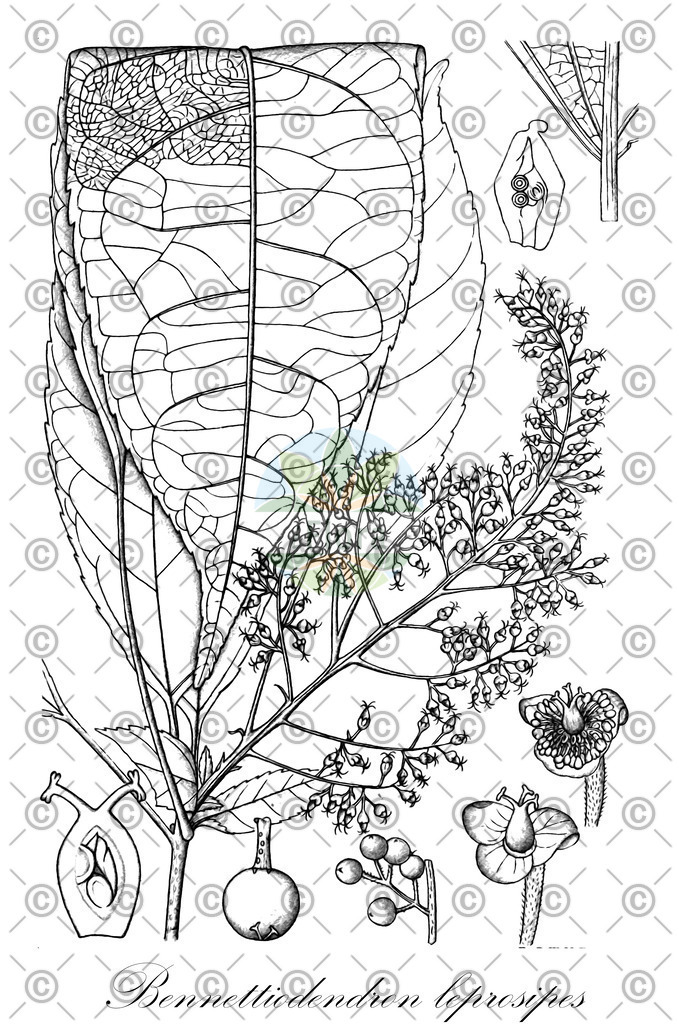 HistAbb_wfo-0001334553_1_ENZY_Simple | Historische Abbildung von Bennettiodendron leprosipes - Salicaceae | Historical Illustration of Bennettiodendron leprosipes - Salicaceae