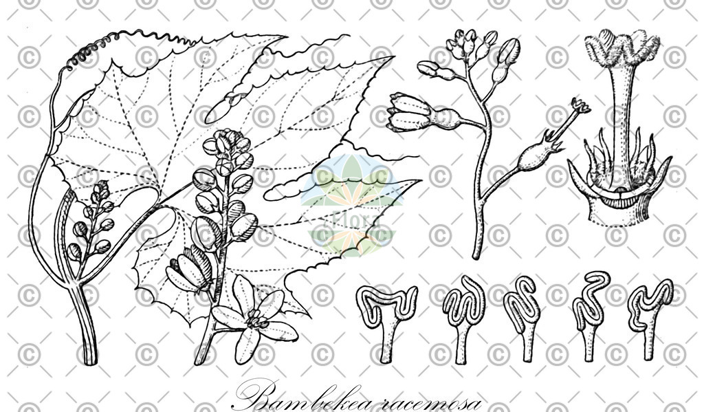 HistAbb_wfo-0000853060_1_ENZY_Simple | Historische Abbildung von Bambekea racemosa - Cucurbitaceae | Historical Illustration of Bambekea racemosa - Cucurbitaceae