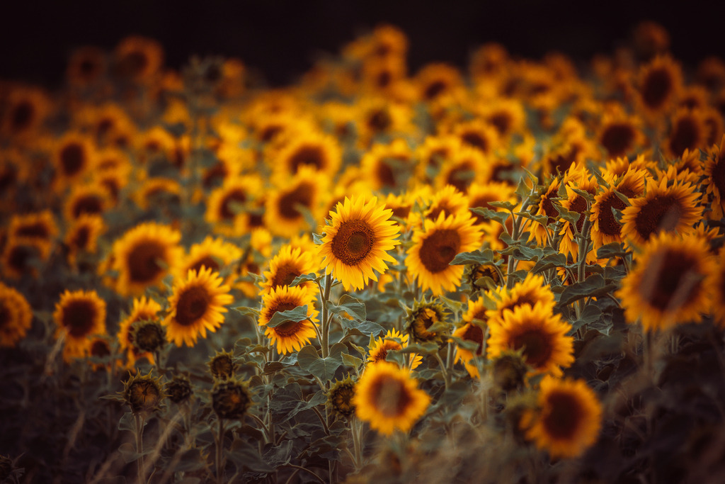 Sonnenblumenfeld | Wir machen aus Ihren Bildern Erinnerungen für die Ewigkeit | Hochwertige Fotografien für Ihr zu Hause. - Realisiert mit Pictrs.com